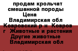 продам крольчат смешанной породы › Цена ­ 250 - Владимирская обл., Ковровский р-н, Ковров г. Животные и растения » Другие животные   . Владимирская обл.